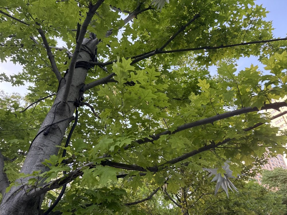 北美红栎全景