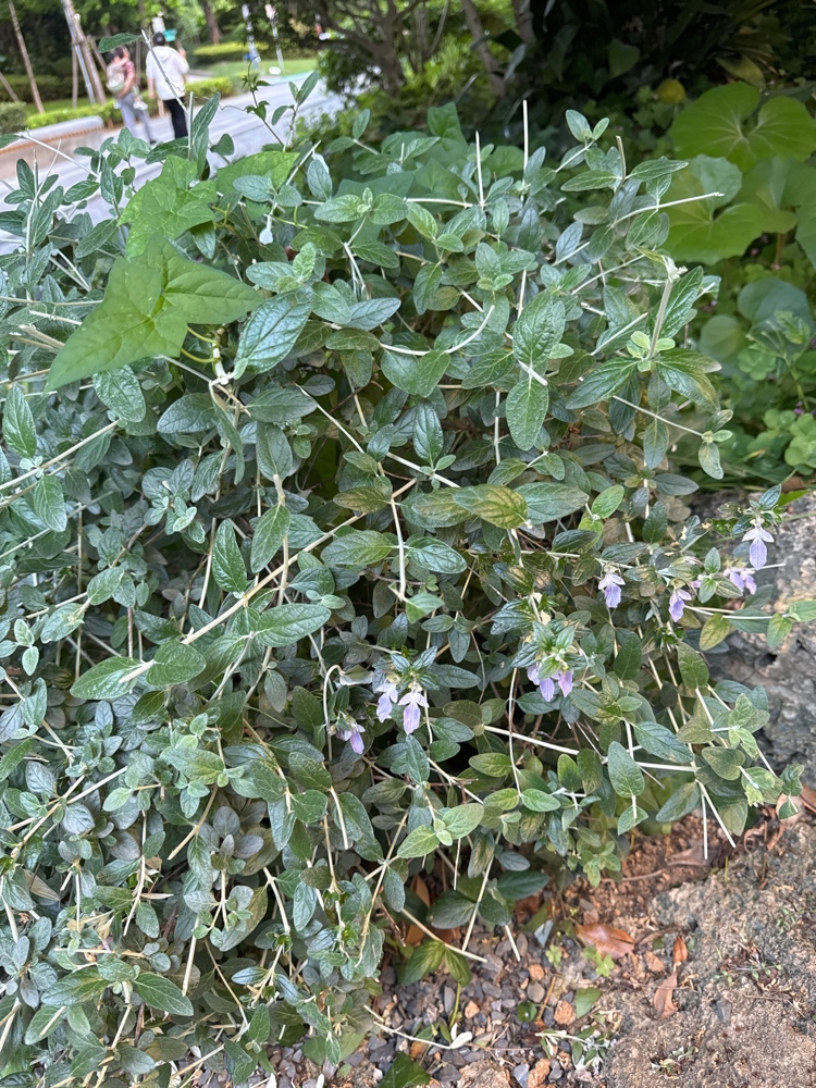 块根芦莉草