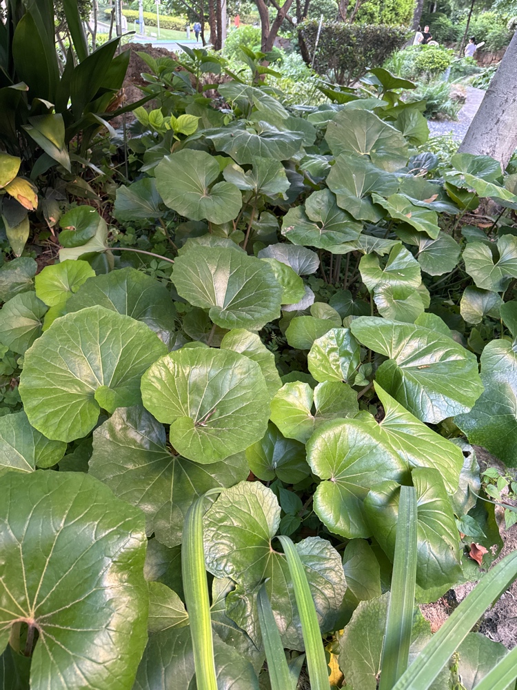 大吴风草