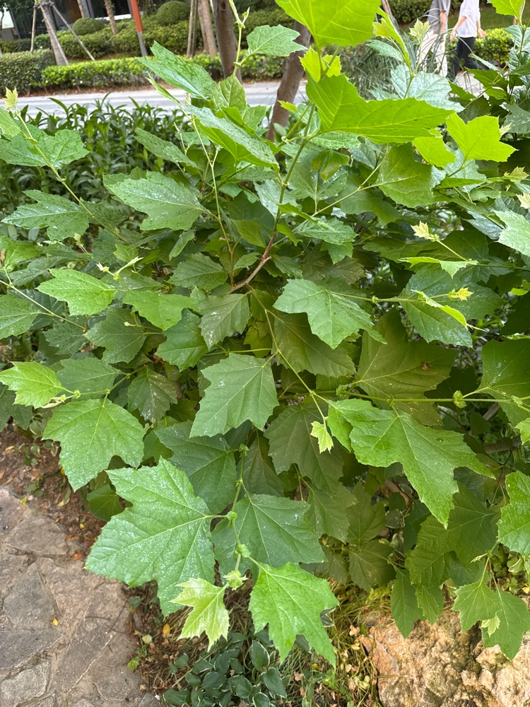 构树