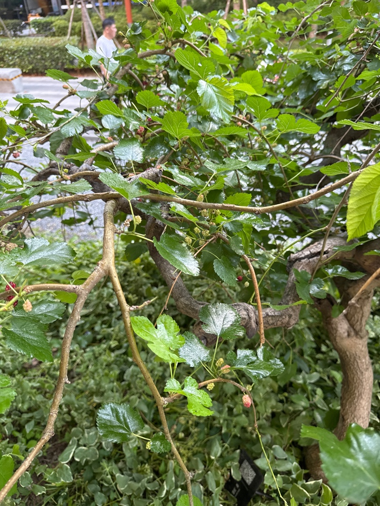 桑树挂果