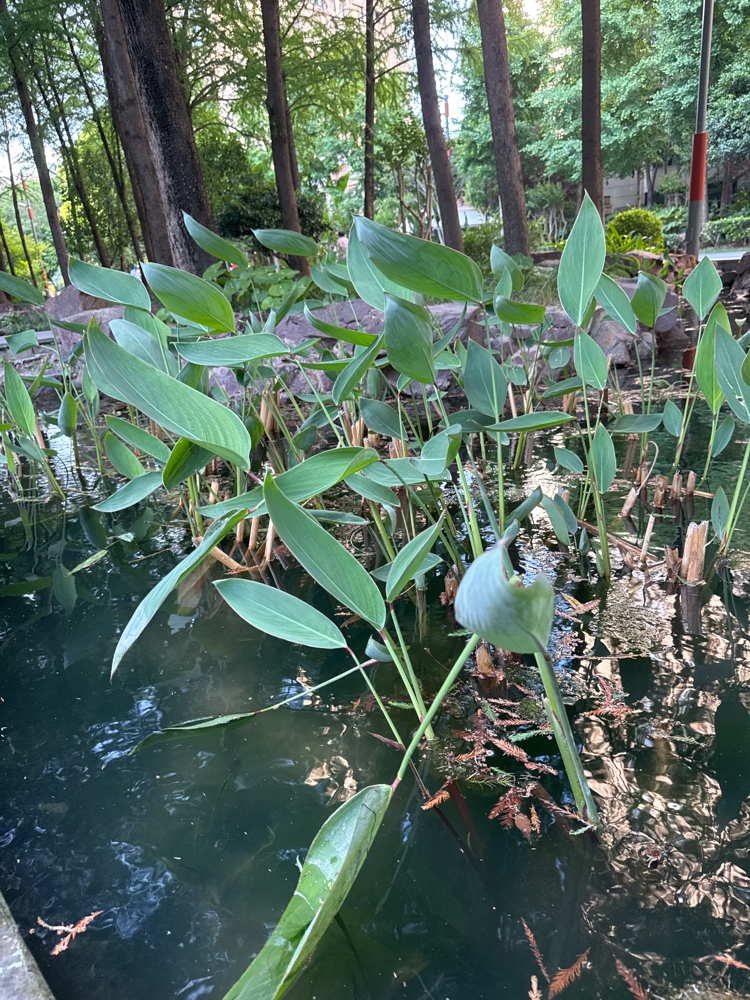再力花（水竹芋）