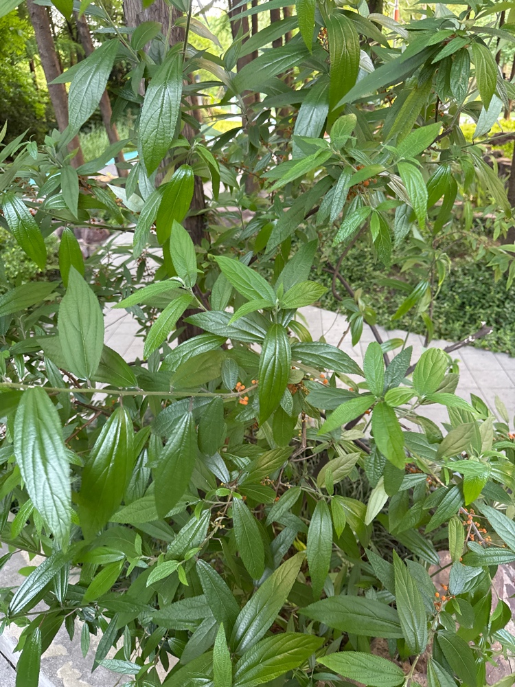 水麻挂果