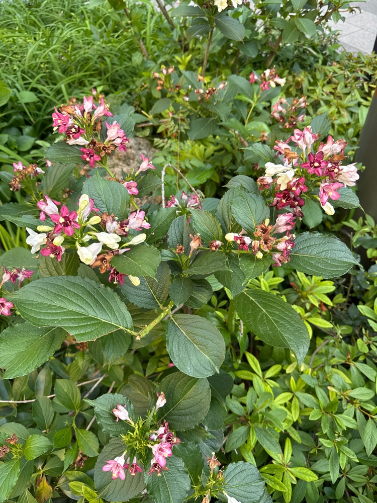 海仙花
