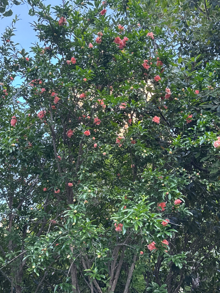 牡丹石榴