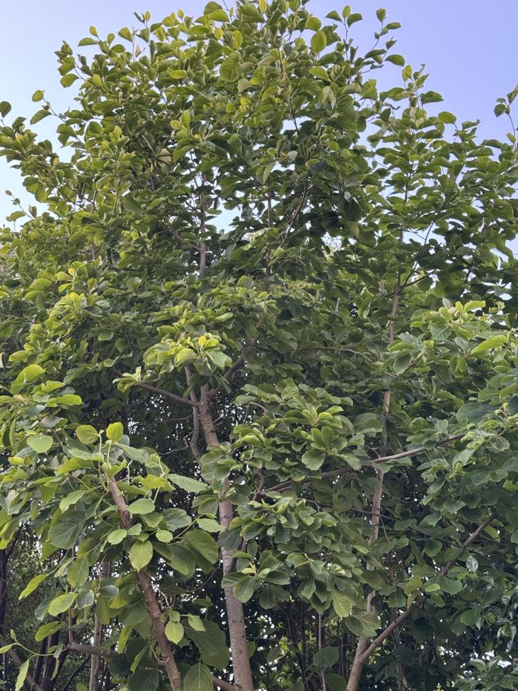 玉兰