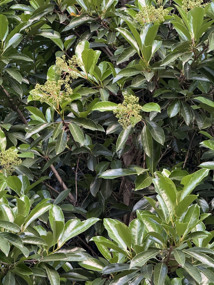 珊瑚树