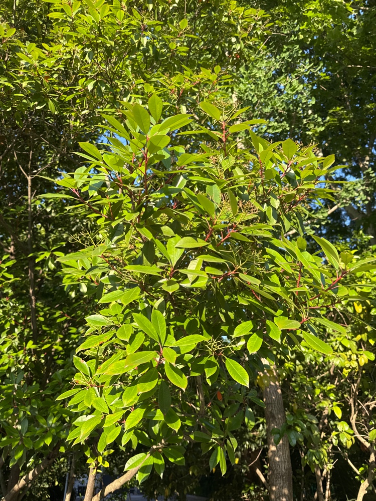 石楠