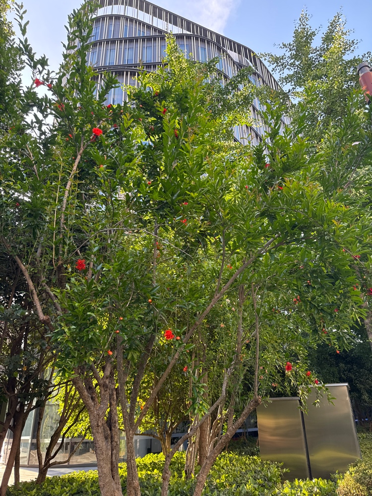 石榴树