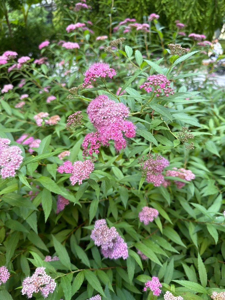粉花绣线菊