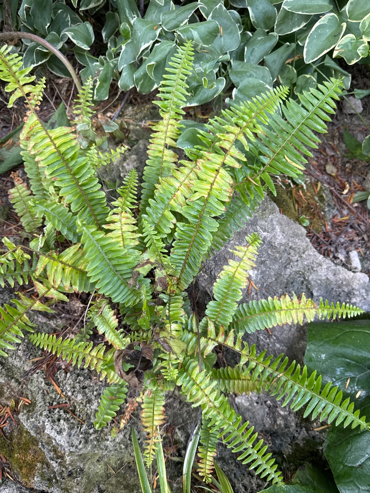 肾蕨