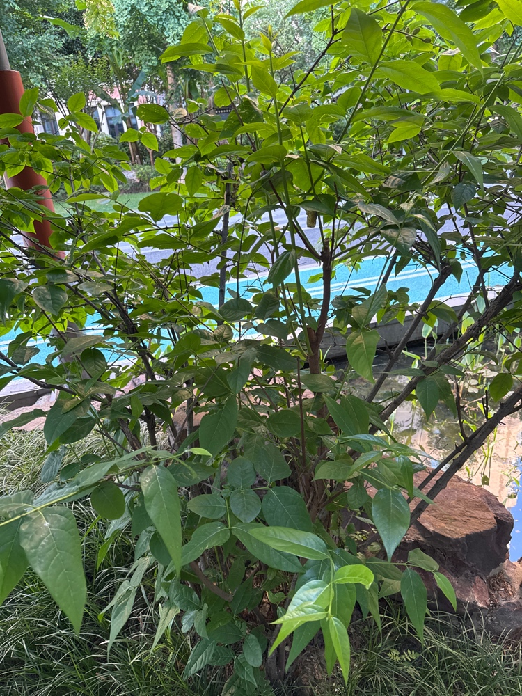蜡梅