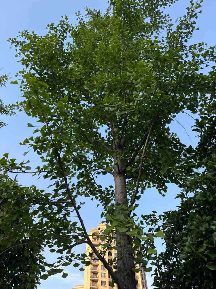 银杏