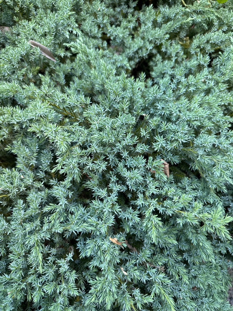 铺地柏